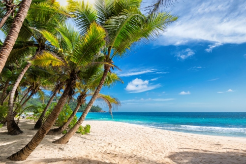 Paradise tropical sandy beach and coconut palm trees